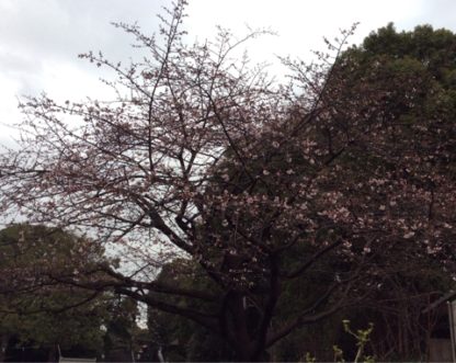 上野桜木